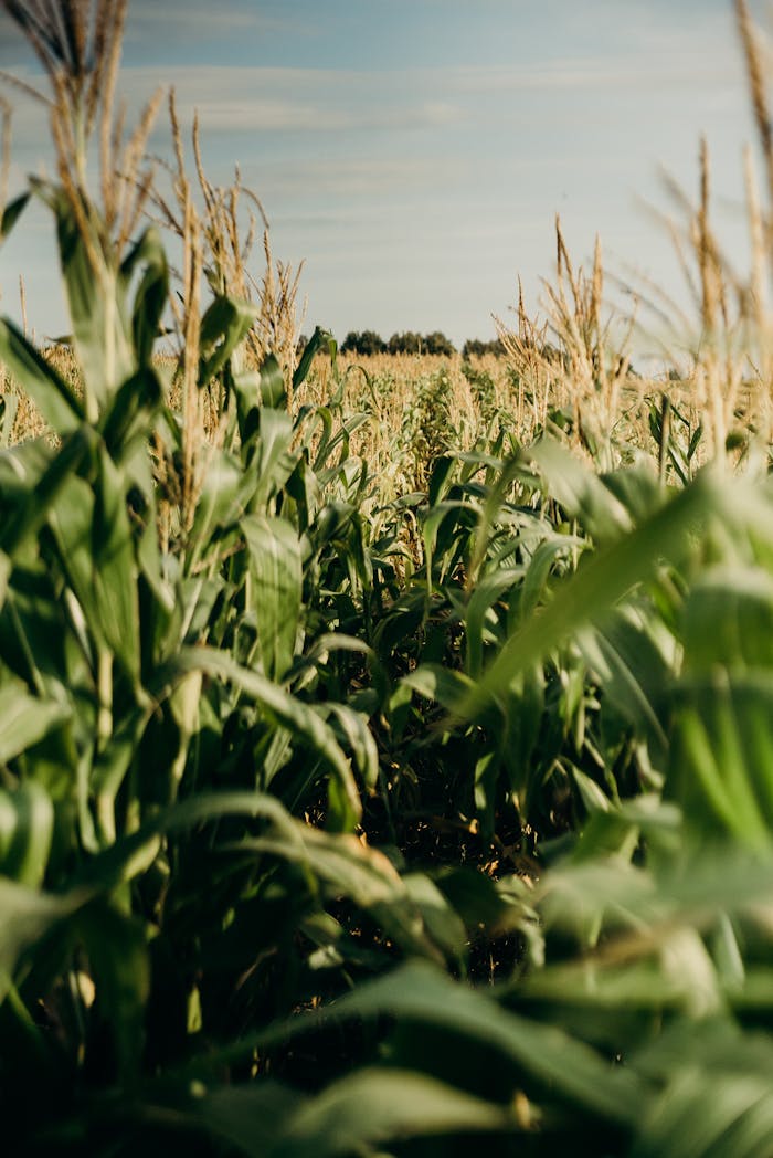 A vibrant cornfield stretches under a blue summer sky, showcasing healthy growth and lush greenery.