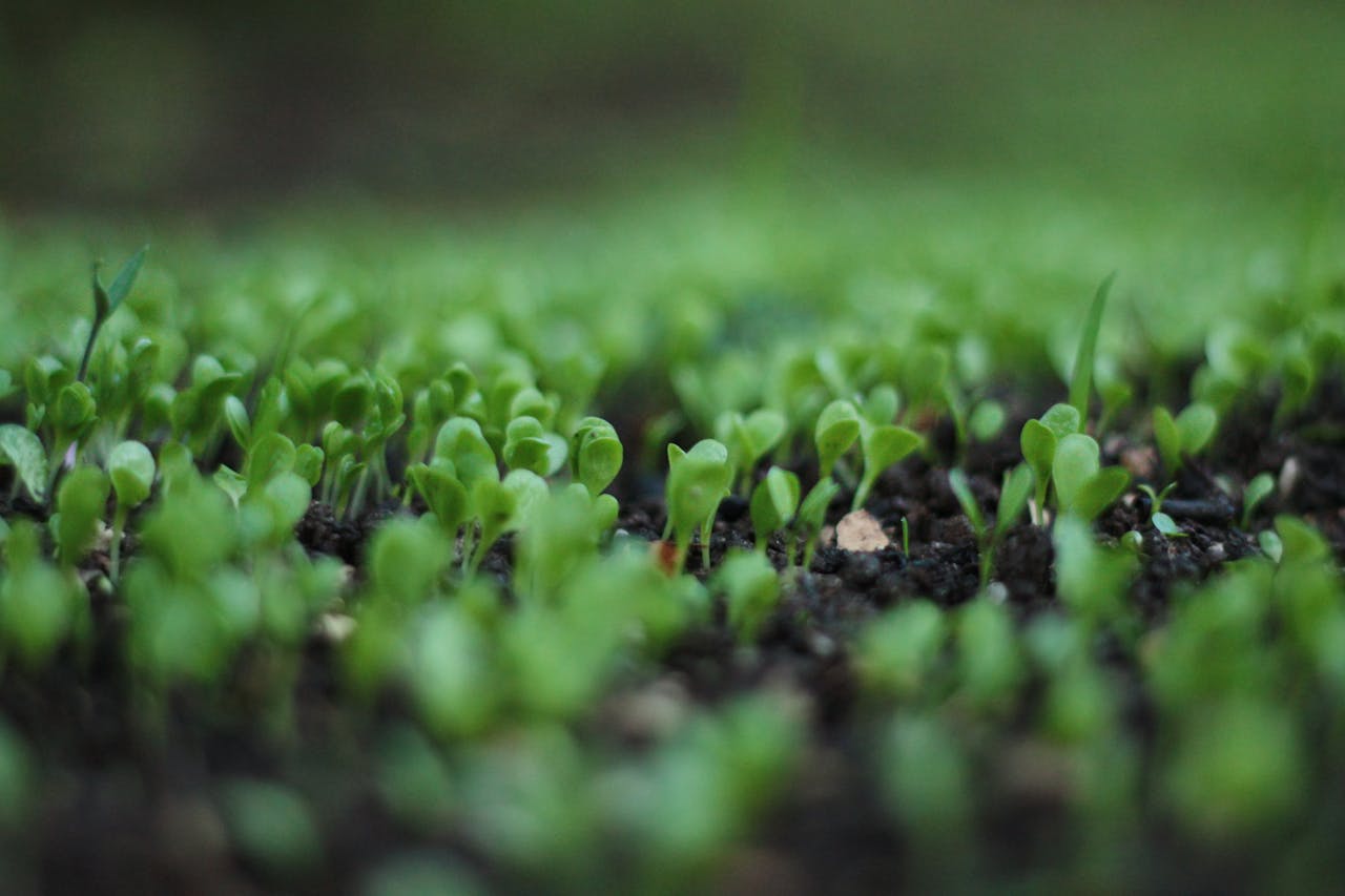 Close-up of fresh green sprouts emerging from rich soil in a garden setting.